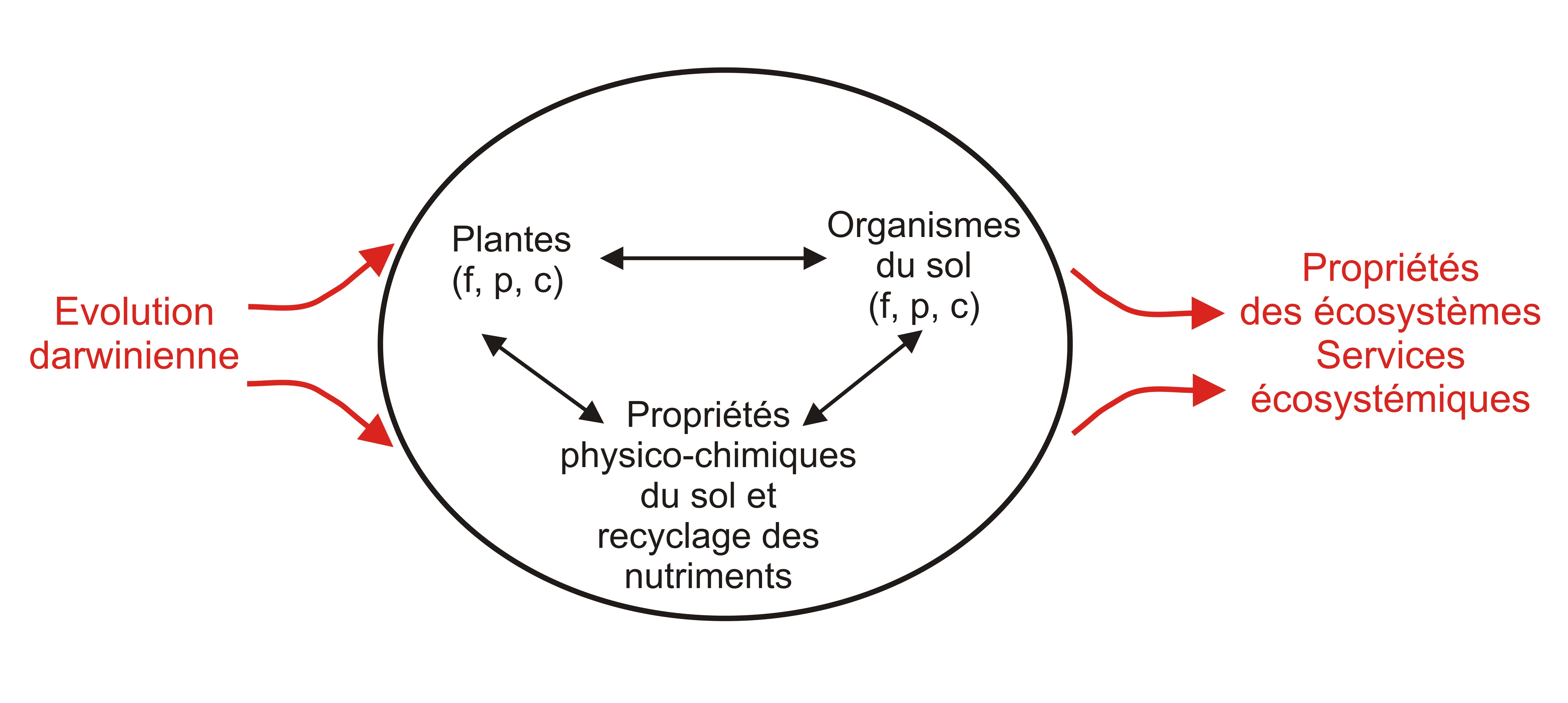 Evolution dans les sols